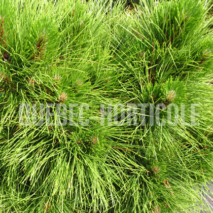 image de Pinus resinosa Morel