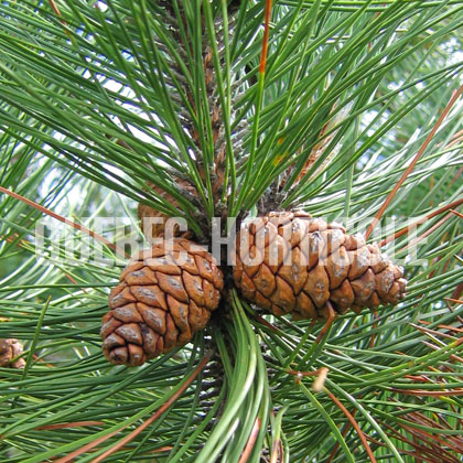 image de Pinus resinosa 