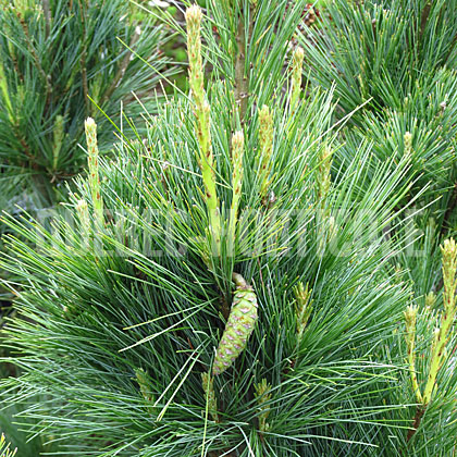 image de Pinus strobus Fastigiata