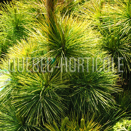 image de Pinus strobus Louie