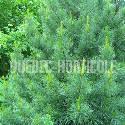 image de Pinus strobus 