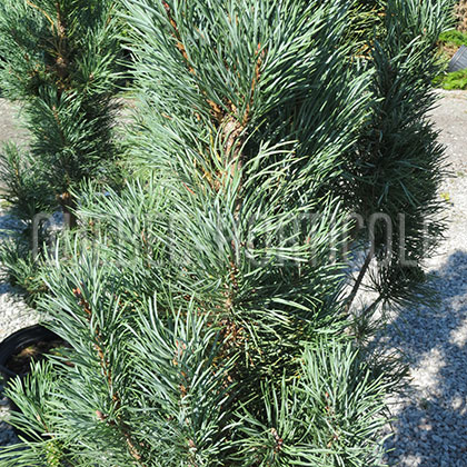 image de Pinus sylvestris Fastigiata