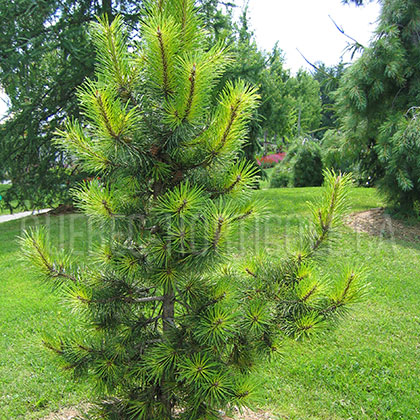 image de Pinus contorta Taylor's Sunburst