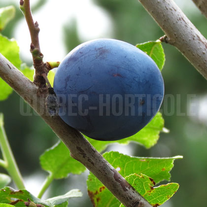 image de Prunus domestica Blue Damson