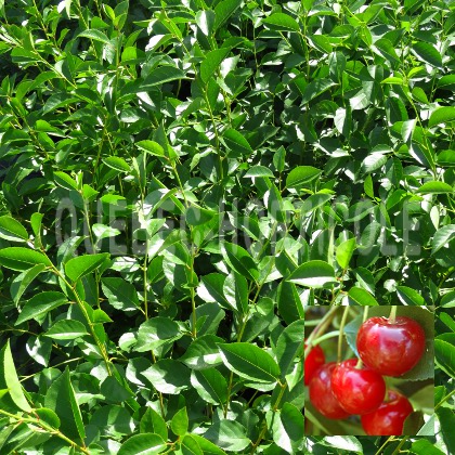 image de Prunus Crimson Passion