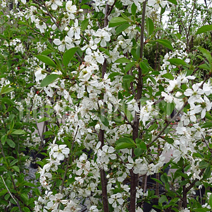 image de Prunus Juliet