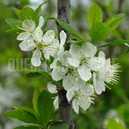 image de Prunus Mont-Royal