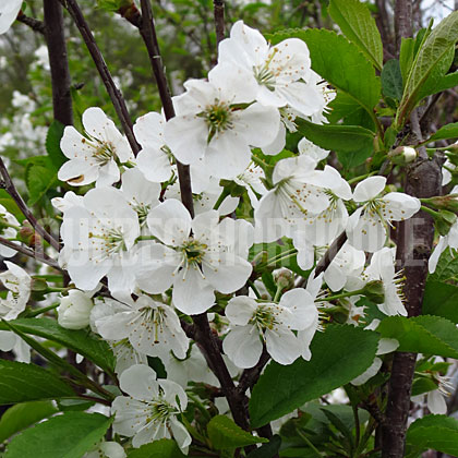 image de Prunus Montmorency
