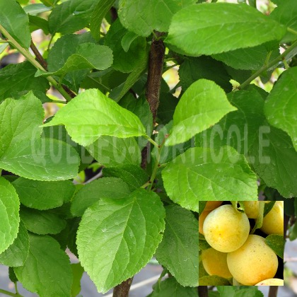 image de Prunus Reine Claude