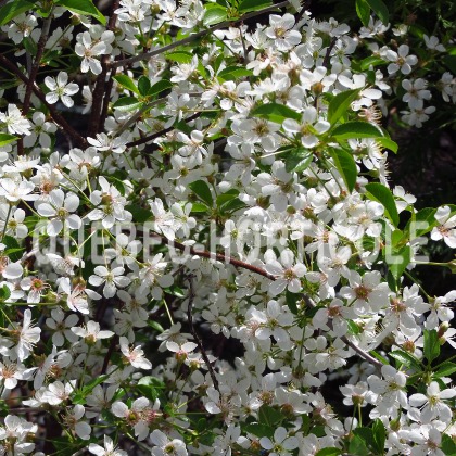 image de Prunus Romeo