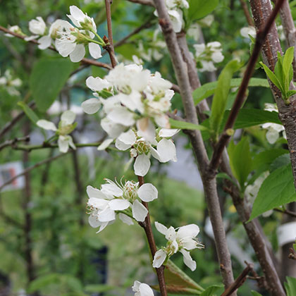 image de Prunus Toka