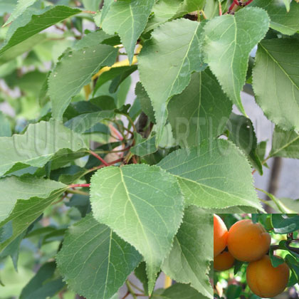 image de Prunus armeniaca Westcott