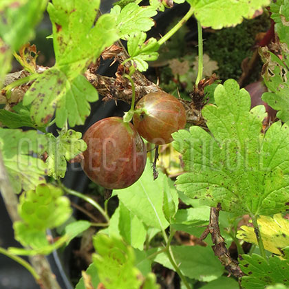 image de Ribes Hinnonmaecki Red