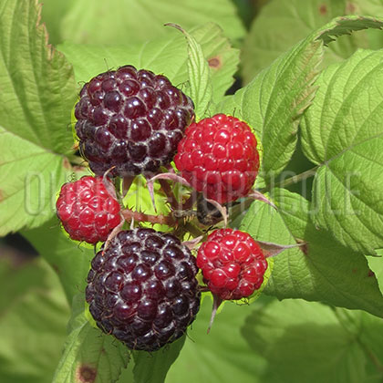 image de Rubus Cumberland