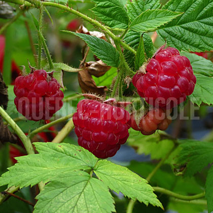 image de Rubus Pathfinder