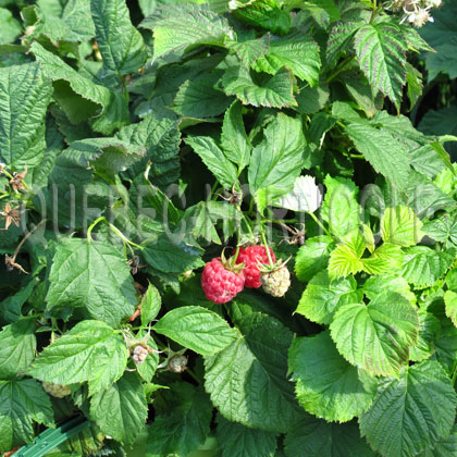 image de Rubus Raspberry Shortcake™