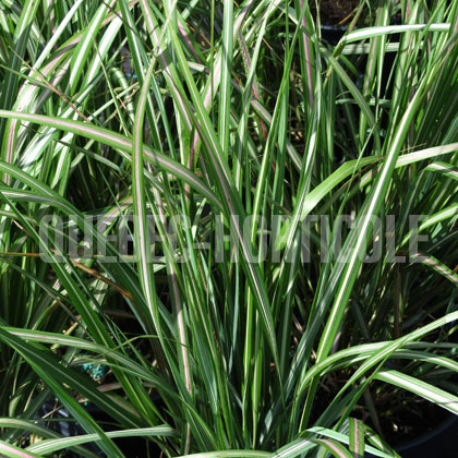 image de Calamagrostis x acutiflora Avalanche