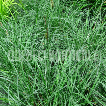image de Carex flacca Blue Zinger