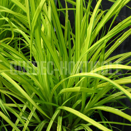 image de Carex elata Aurea ou Bowles Golden