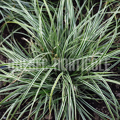 image de Carex oshimensis Everest