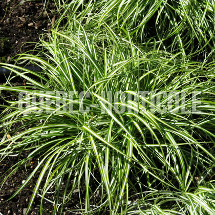image de Carex oshimensis Everlite