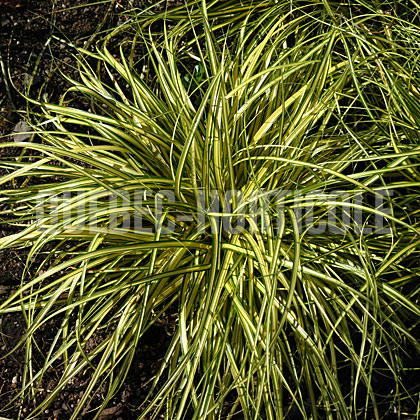image de Carex oshimensis Everoro