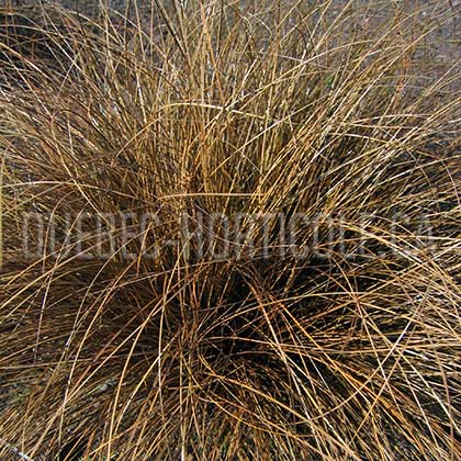 image de Carex comans Bronco
