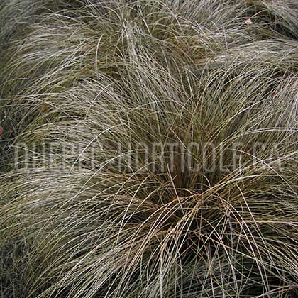 image de Carex comans Bronco