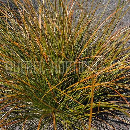 image de Carex testacea Prairie Fire
