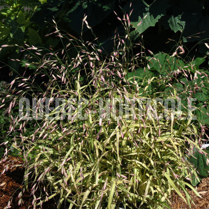 image de Chasmanthium latifolium River Mist
