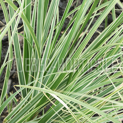 image de Cortaderia selloana Silver Comet