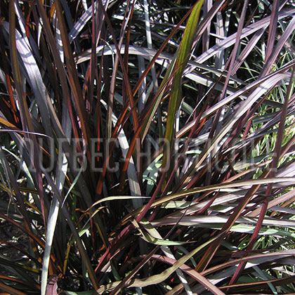 image de Pennisetum purpureum Vertigo®