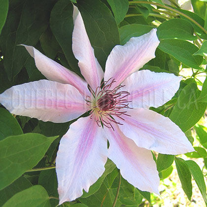 image de Clematis Nelly Moser