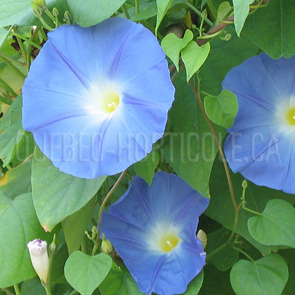 image de Ipomoea tricolor Heavenly Blue