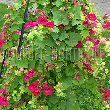 image de Lophospermum Lofos® Compact Rose