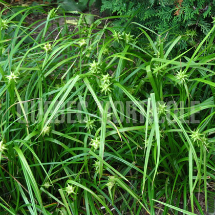 image de Carex grayi 