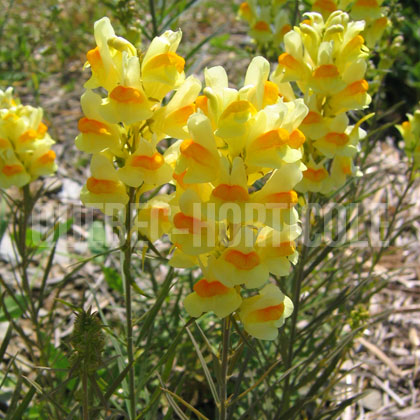 image de Linaria vulgaris 