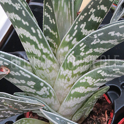 image de Aloe variegata 