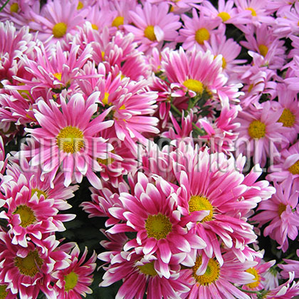 image de Chrysanthemum sp. 