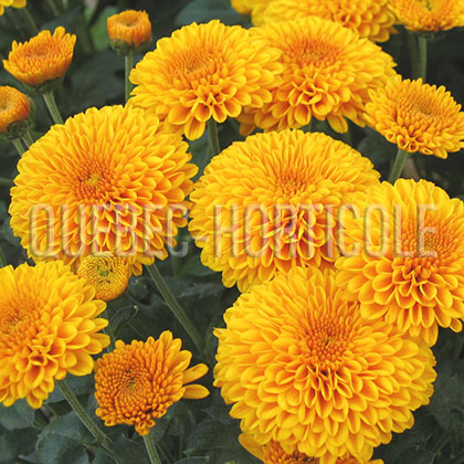 image de Chrysanthemum sp. 