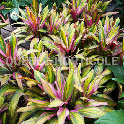 image de Cordyline fruticosa Kiwi