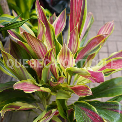 image de Cordyline fruticosa Sherbert