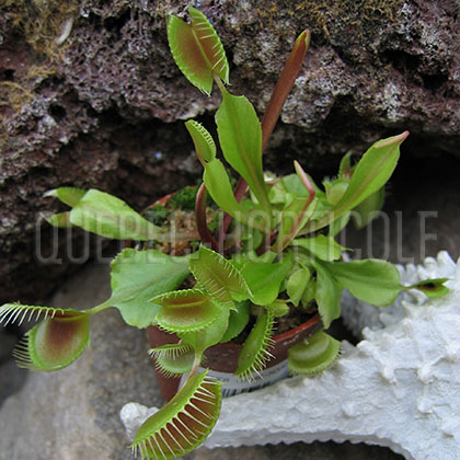 image de Dionaea muscipula 