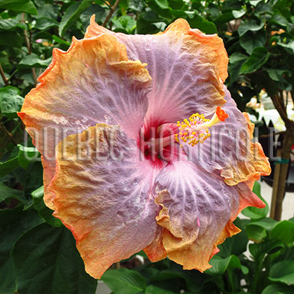 image de Hibiscus rosa-sinensis 