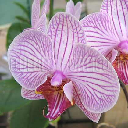 image de Phalaenopsis sp. 