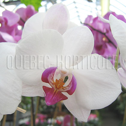 image de Phalaenopsis sp. 