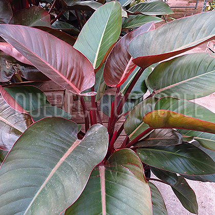 image de Philodendron Rojo Congo
