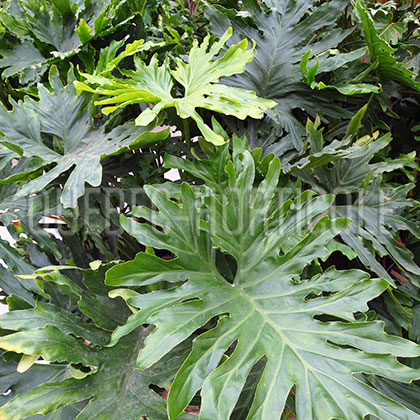 image de Philodendron bipinnatifidum selloum 