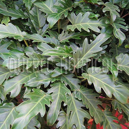 image de Philodendron xanadu 