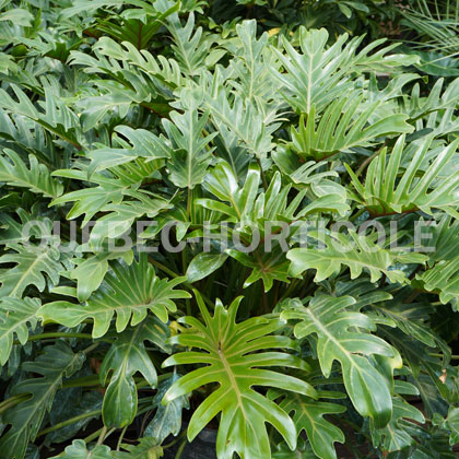 image de Philodendron xanadu 